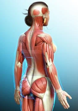 3d rendered medically accurate illustration of a female muscle system Stock Illustration