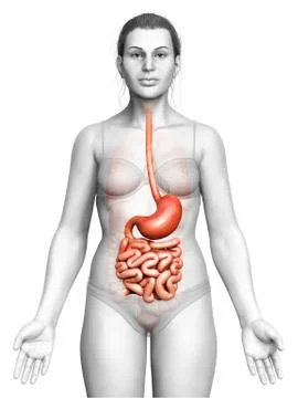 3d rendered, medically accurate illustration of a female stomach and small in Stock Illustration