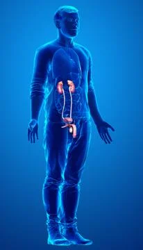 3d rendered, medically accurate illustration of the kidneys Stock Illustration