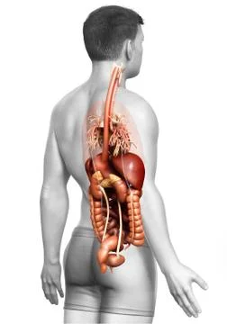 3d rendered medically accurate illustration of male Digestive System  and hea Stock Illustration