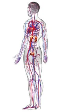 3d rendered, medically accurate illustration of the kidneys and circulatory s Stock Illustration
