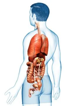 3d rendered medically accurate illustration of male  Internal organs Stock Illustration