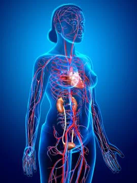 3d rendered, medically accurate illustration of the female kidneys and circul Stock Illustration