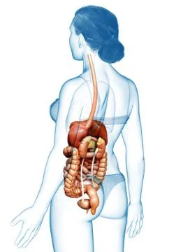 3d rendered medically accurate illustration of female Digestive System. Illustrazione stock