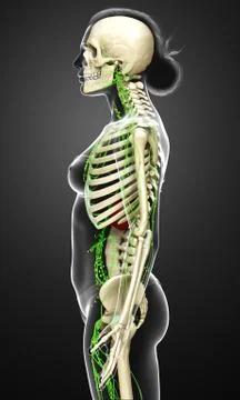 3d rendered medically accurate illustration of a female lymphatic system Stock Illustration