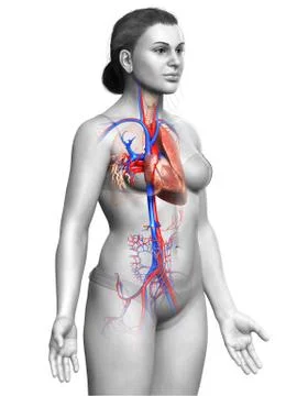 3d rendered, medically accurate illustration of a female lung anatomy Stock Illustration