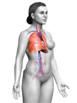 3d rendered, medically accurate illustration of a female lung anatomy Stock Illustration