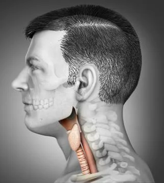 3d rendered medically accurate illustration of the male larynx anatomy Stock Illustration