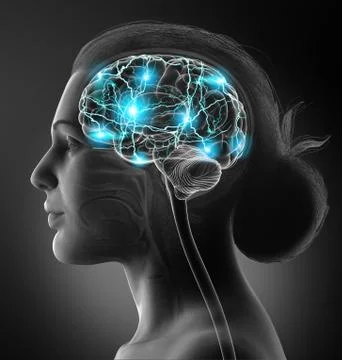 3d rendered, medically accurate illustration of a female active brain Stock Illustration