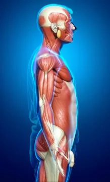 3d rendered medically accurate illustration of a male muscle system Stock Illustration