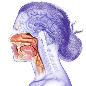 3d rendered, medically accurate illustration of female Trachea and esophagus Stock Illustration