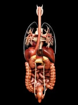 3d rendered medically accurate illustration of  Digestive System Stock Illustration