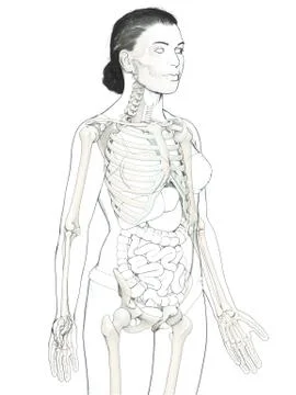 3d rendered, medically accurate illustration of a female skeleton system Illustrazione stock