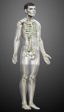 3d rendered, medically accurate illustration of a male skeleton system Stock Illustration