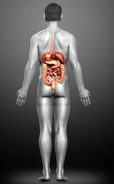 3d rendered medically accurate illustration of male Digestive System. 스톡 일러스트