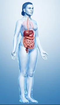 3d rendered medically accurate illustration of female Digestive System. 스톡 일러스트