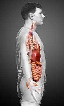 3d rendered medically accurate illustration of male Digestive System. Illustrazione stock