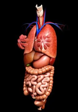 3d rendered medically accurate illustration of Internal organs Stock Illustration