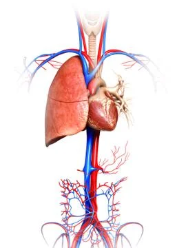 3d rendered, medically accurate illustration of a lung anatomy Illustrazione stock