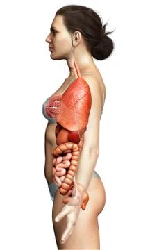 3d rendered medically accurate illustration of Female internal organs Stock Illustration