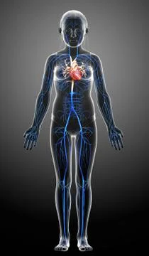 3d rendered medically accurate illustration of young girl Veins anatomy Stock Illustration
