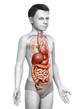 3d rendered medically accurate illustration of boy Digestive System. Illustrazione stock