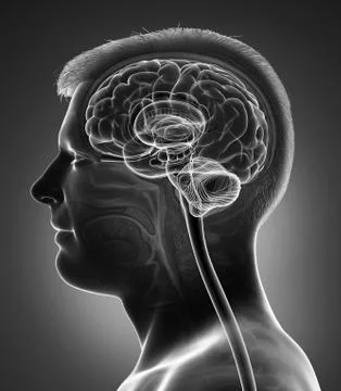 3d rendered medically accurate illustration of a male brain anatomy Stock Illustration