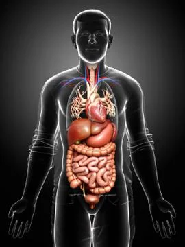 3d rendered medically accurate illustration of male Digestive System. Stock Illustration