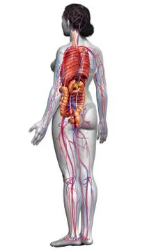 3d rendered medically accurate illustration of female Internal organs and cir Stock Illustration