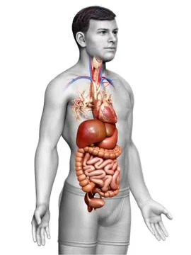 3d rendered medically accurate illustration of male Digestive System. Stock Illustration
