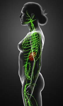3d rendered medically accurate illustration of a female lymphatic system Stock Illustration