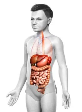 3d rendered medically accurate illustration of boy Digestive System. Stock Illustration