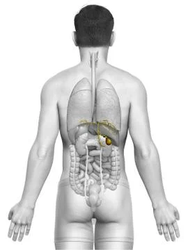 3d rendered medically accurate illustration of male Organs Gallbladder Anatom Stock Illustration