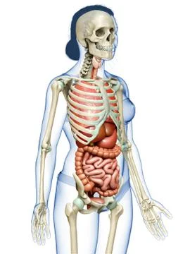 3d rendered medically accurate illustration of female  Internal organs and sk Stock Illustration
