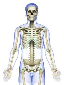 3d rendered, medically accurate illustration of a male skeleton system Stock Illustration
