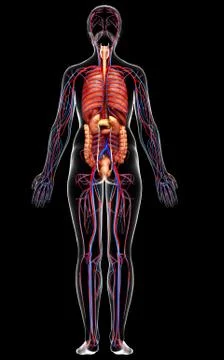 3d rendered medically accurate illustration of the female circulatory  system Stock Illustration