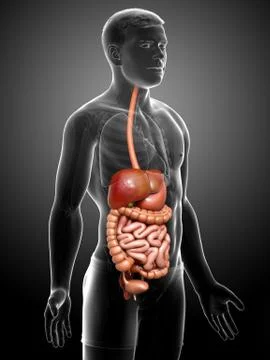 3d rendered medically accurate illustration of male Digestive System. 스톡 일러스트