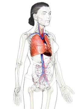 3d rendered, medically accurate illustration of a female lung anatomy Stock Illustration