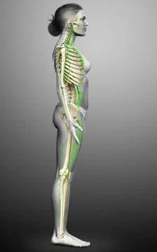 3d rendered medically accurate illustration of a female lymphatic system Stock Illustration