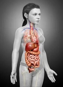 3d rendered medically accurate illustration of young girl Digestive System  a 库存插图