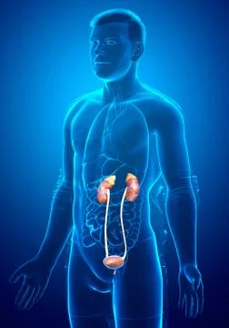 3d rendered, medically accurate illustration of the kidneys Stock Illustration