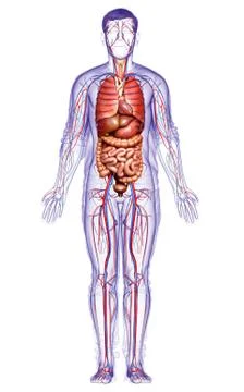 3d rendered medically accurate illustration of the male circulatory  system a Stock Illustration