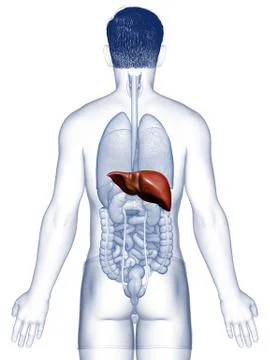 3d rendered, medically accurate illustration of male  Liver Anatomy Stock Illustration