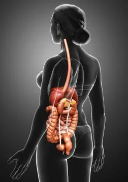 3d rendered medically accurate illustration of female Digestive System. Stock Illustration