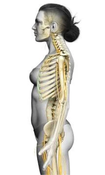 3d rendered medically accurate illustration ofa female nervous system and ske Stock Illustration
