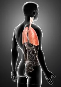 3d rendered, medically accurate illustration of a male lung anatomy Stock Illustration