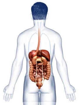 3d rendered medically accurate illustration of male Digestive System. 스톡 일러스트