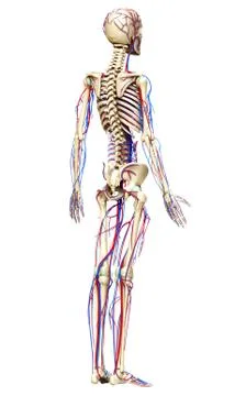 3d rendered medically accurate illustration of the circulatory and skeleton s Stock Illustration