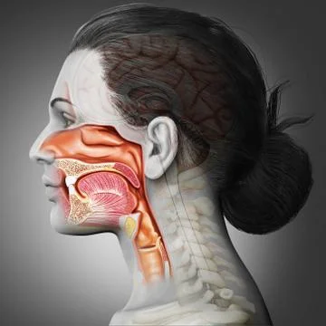 3d rendered, medically accurate illustration of female Trachea and esophagus Stock Illustration