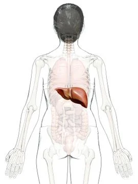 3d rendered, medically accurate illustration of female Liver Anatomy Stock Illustration